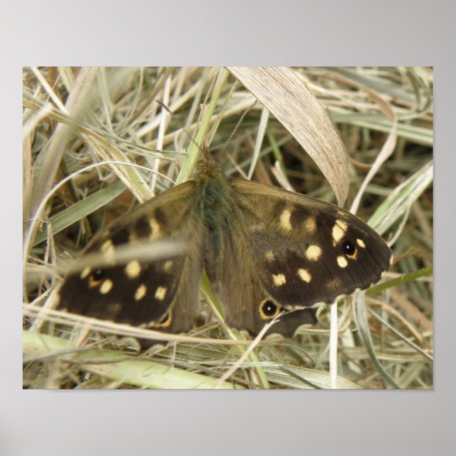 Impresión de Mariposa Madera Manchada (Frente)
