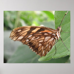 Impresión de Mariposa Marrón Bonita
