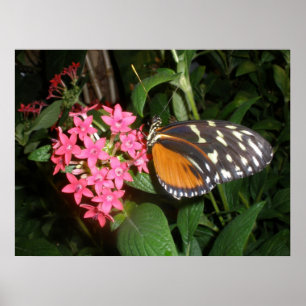 Impresión de mariposa monarca