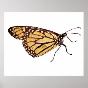 Impresión de mariposa monarca