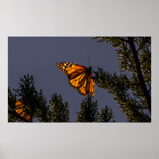 Impresión de mariposa monarca