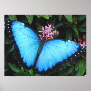 Impresión de mariposa morfa azul