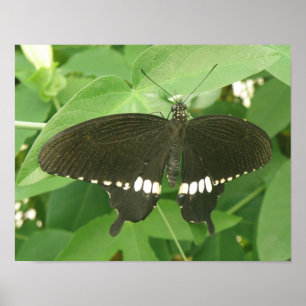 Impresión de Mariposa Mormon Común