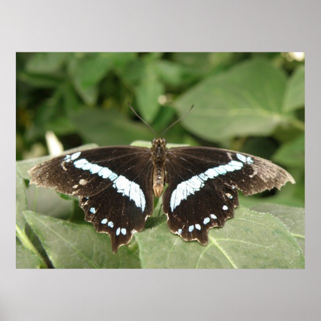 Impresión de mariposa tropical en blanco y negro (Frente)