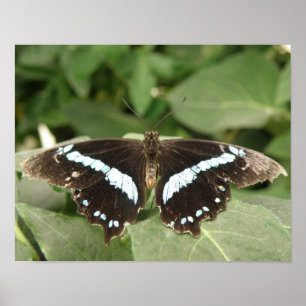 Impresión de mariposa tropical en blanco y negro