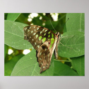 Impresión de mariposa verde iridiscente tropical