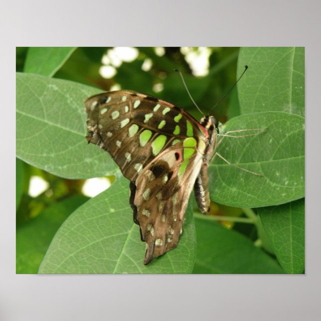 Impresión de mariposa verde iridiscente tropical (Frente)
