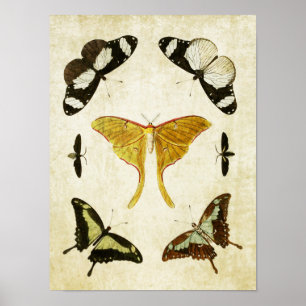 Impresión de mariposa vintage 002