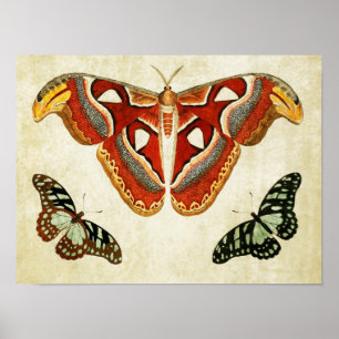 Impresión de mariposa vintage 009