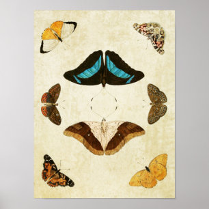 Impresión de mariposa vintage 012