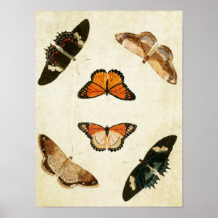 Impresión de mariposa vintage 016