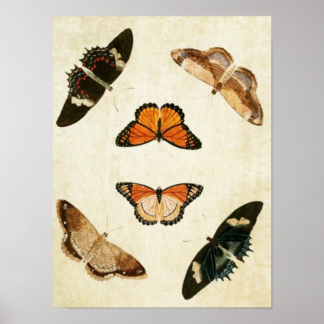 Impresión de mariposa vintage 016 (Frente)