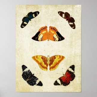 Impresión de mariposa vintage 054