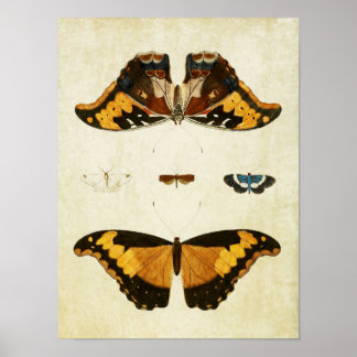 Impresión de mariposa vintage 056