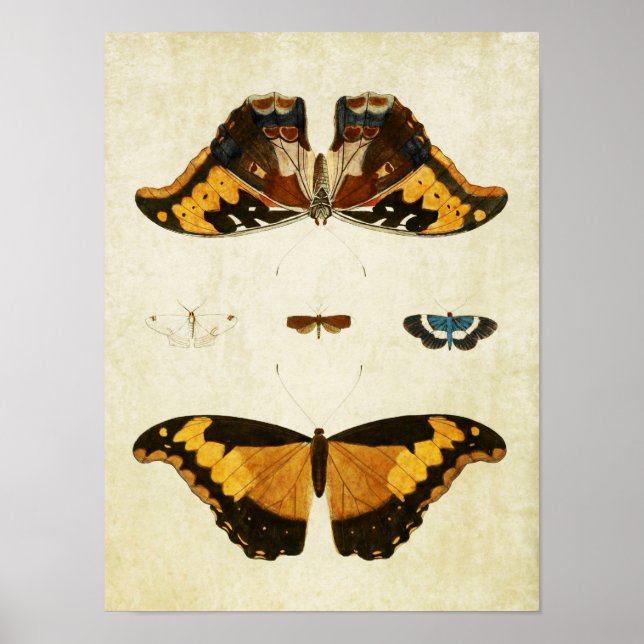 Impresión de mariposa vintage 056 (Frente)