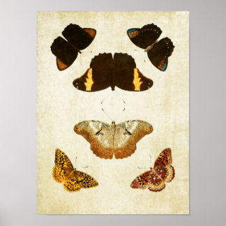Impresión de mariposa vintage 057
