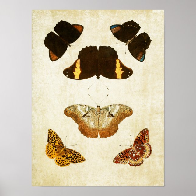 Impresión de mariposa vintage 057 (Frente)