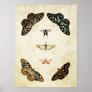 Impresión de mariposa vintage 059