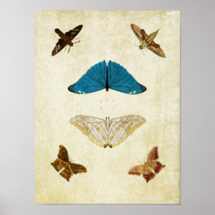 Impresión de mariposa vintage 061