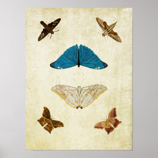 Impresión de mariposa vintage 061 (Frente)