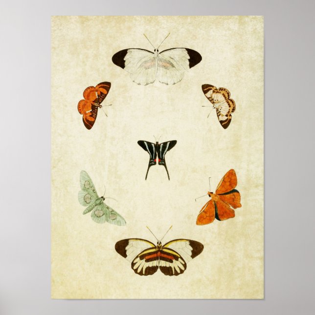 Impresión de mariposa vintage 063 (Frente)