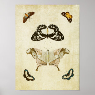 Impresión de mariposa vintage 070