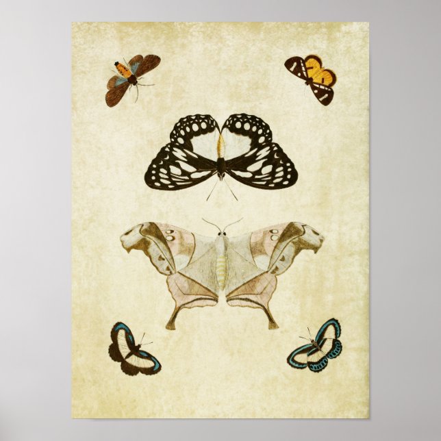 Impresión de mariposa vintage 070 (Frente)