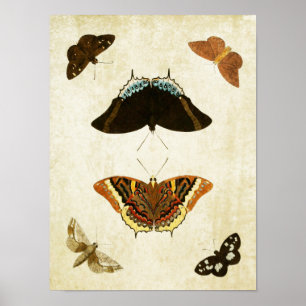 Impresión de mariposa vintage 074