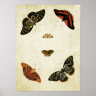 Impresión de mariposa vintage 082