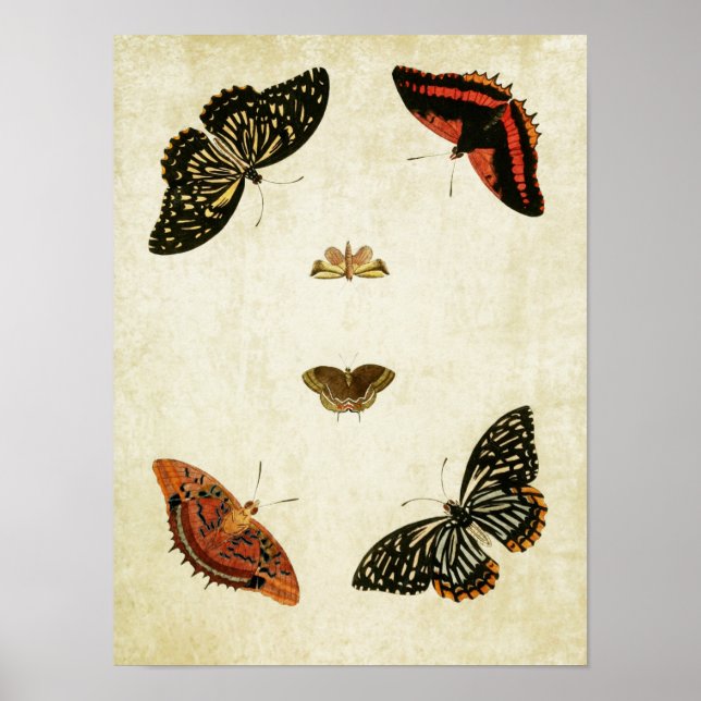 Impresión de mariposa vintage 082 (Frente)
