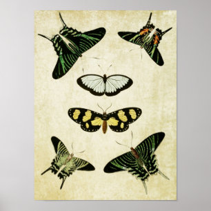 Impresión de mariposa vintage 085
