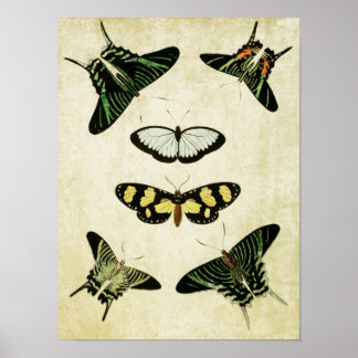 Impresión de mariposa vintage 085