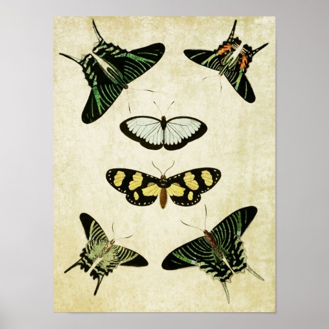 Impresión de mariposa vintage 085 (Frente)