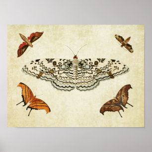 Impresión de mariposa vintage 087