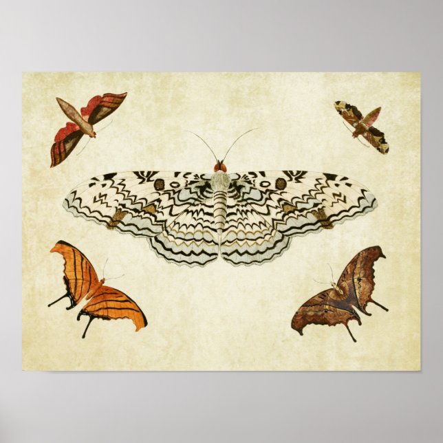 Impresión de mariposa vintage 087 (Frente)