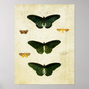 Impresión de mariposa vintage 113