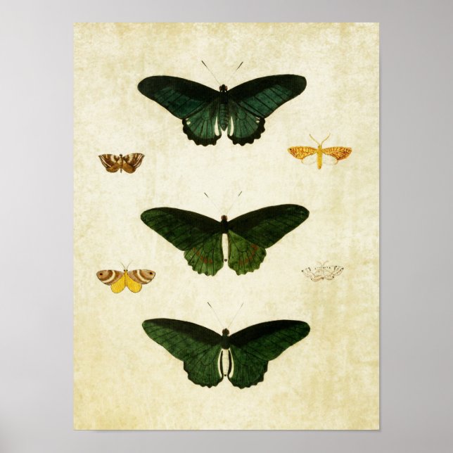 Impresión de mariposa vintage 113 (Frente)