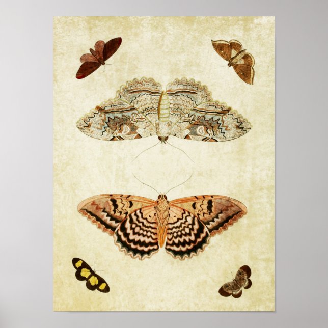 Impresión de mariposa vintage 115 (Frente)