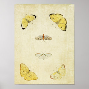 Impresión de mariposa vintage 120