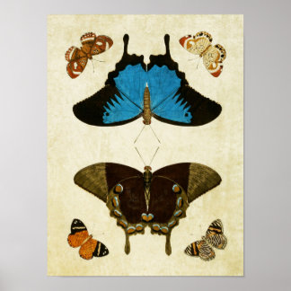Impresión de mariposa vintage 121