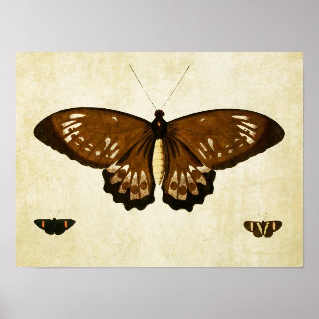 Impresión de mariposa vintage 123 (Frente)