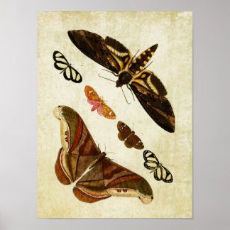 Impresión de mariposa vintage 126