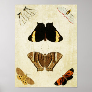 Impresión de mariposa vintage 133