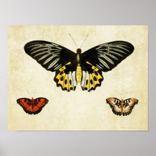 Impresión de mariposa vintage 135