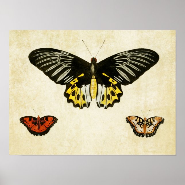 Impresión de mariposa vintage 135 (Frente)