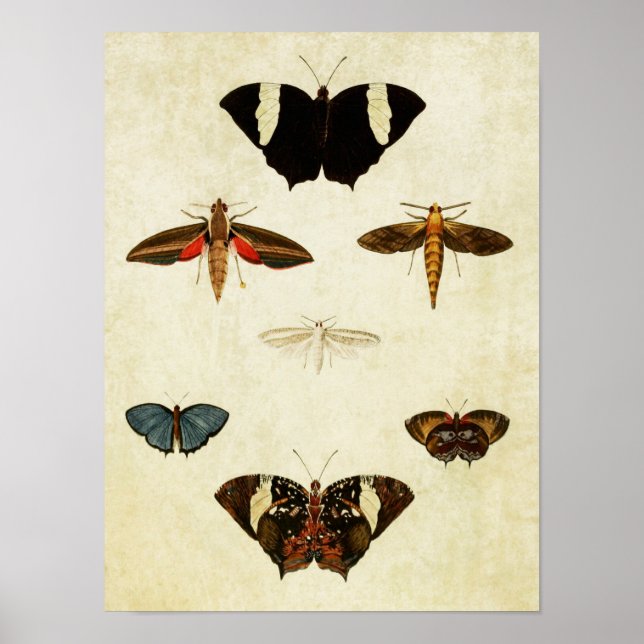 Impresión de mariposa vintage 137 (Frente)