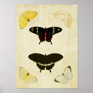 Impresión de mariposa vintage 141