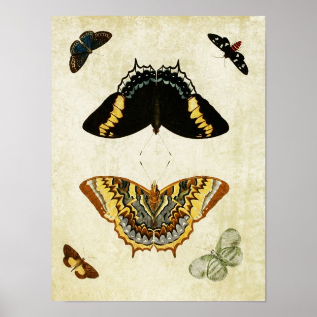 impresión de mariposa vintage 150 (Frente)