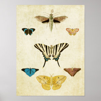 Impresión de mariposa vintage 152
