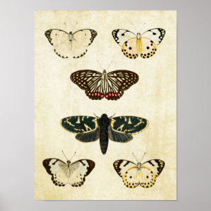 Impresión de mariposa vintage 154